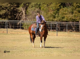 American Quarter Horse, Giumenta, 3 Anni, 147 cm, Baio ciliegia