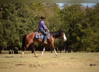 American Quarter Horse, Giumenta, 3 Anni, 147 cm, Baio ciliegia