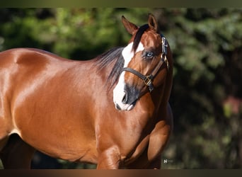 American Quarter Horse, Giumenta, 3 Anni, 147 cm, Baio ciliegia