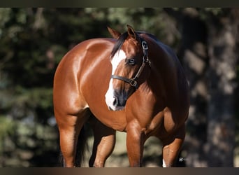 American Quarter Horse, Giumenta, 3 Anni, 147 cm, Baio ciliegia