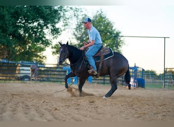 American Quarter Horse, Giumenta, 3 Anni, 147 cm, Baio