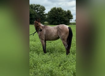 American Quarter Horse, Giumenta, 3 Anni, 147 cm, Baio roano