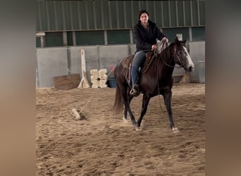 American Quarter Horse, Giumenta, 3 Anni, 147 cm, Grigio