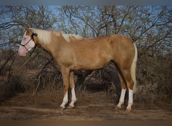 American Quarter Horse, Giumenta, 3 Anni, 147 cm, Palomino