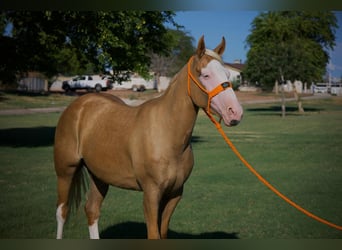 American Quarter Horse, Giumenta, 3 Anni, 147 cm, Palomino
