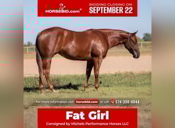 American Quarter Horse, Giumenta, 3 Anni, 147 cm, Sauro ciliegia