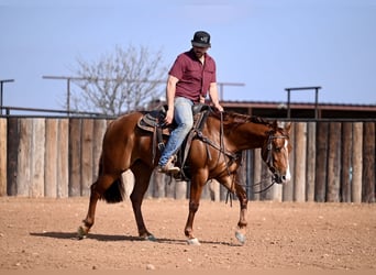 American Quarter Horse, Giumenta, 3 Anni, 147 cm, Sauro ciliegia