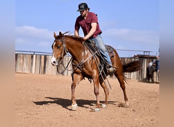 American Quarter Horse, Giumenta, 3 Anni, 147 cm, Sauro ciliegia