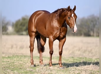 American Quarter Horse, Giumenta, 3 Anni, 147 cm, Sauro ciliegia