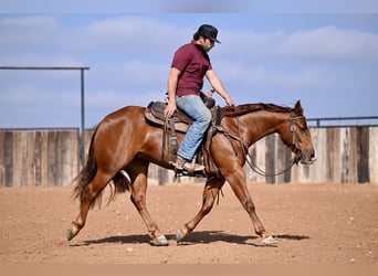 American Quarter Horse, Giumenta, 3 Anni, 147 cm, Sauro ciliegia