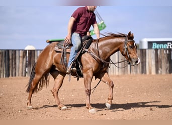 American Quarter Horse, Giumenta, 3 Anni, 147 cm, Sauro ciliegia