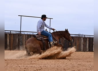 American Quarter Horse, Giumenta, 3 Anni, 147 cm, Sauro ciliegia