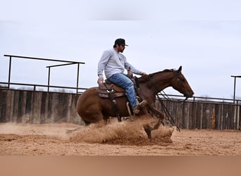 American Quarter Horse, Giumenta, 3 Anni, 147 cm, Sauro ciliegia