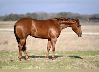 American Quarter Horse, Giumenta, 3 Anni, 147 cm, Sauro ciliegia