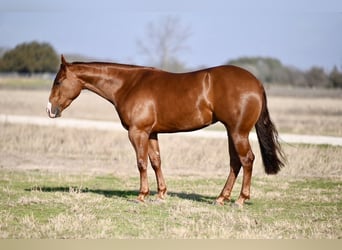 American Quarter Horse, Giumenta, 3 Anni, 147 cm, Sauro ciliegia