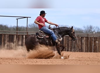 American Quarter Horse, Giumenta, 3 Anni, 147 cm, Sauro ciliegia