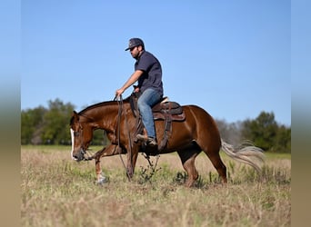 American Quarter Horse, Giumenta, 3 Anni, 147 cm, Sauro ciliegia