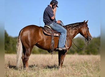 American Quarter Horse, Giumenta, 3 Anni, 147 cm, Sauro ciliegia