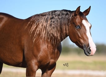 American Quarter Horse, Giumenta, 3 Anni, 147 cm, Sauro ciliegia