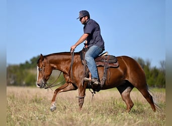 American Quarter Horse, Giumenta, 3 Anni, 147 cm, Sauro ciliegia