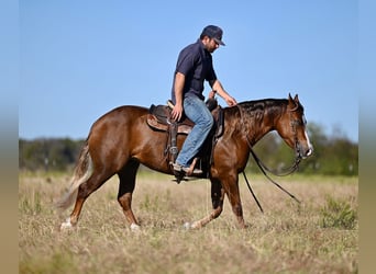 American Quarter Horse, Giumenta, 3 Anni, 147 cm, Sauro ciliegia