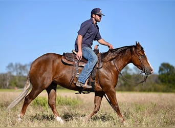 American Quarter Horse, Giumenta, 3 Anni, 147 cm, Sauro ciliegia