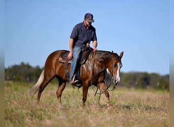 American Quarter Horse, Giumenta, 3 Anni, 147 cm, Sauro ciliegia