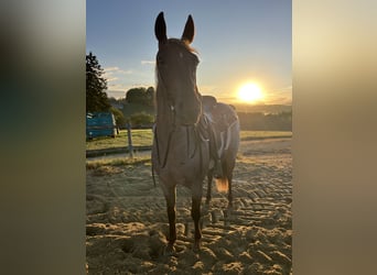 American Quarter Horse, Giumenta, 3 Anni, 148 cm, Roano rosso