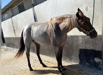 American Quarter Horse, Giumenta, 3 Anni, 148 cm, Roano rosso