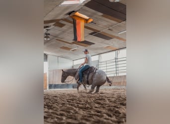 American Quarter Horse, Giumenta, 3 Anni, 148 cm, Roano rosso