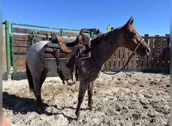 American Quarter Horse, Giumenta, 3 Anni, 148 cm, Roano rosso
