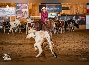 American Quarter Horse, Giumenta, 3 Anni, 148 cm, Roano rosso