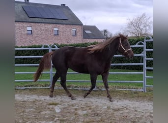 American Quarter Horse, Giumenta, 3 Anni, 148 cm, Sauro