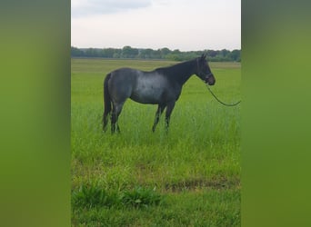 American Quarter Horse, Giumenta, 3 Anni, 149 cm, Baio roano