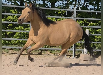 American Quarter Horse, Giumenta, 3 Anni, 149 cm, Pelle di daino
