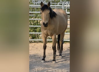 American Quarter Horse, Giumenta, 3 Anni, 149 cm, Pelle di daino