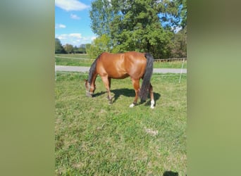 American Quarter Horse, Giumenta, 3 Anni, 150 cm, Baio
