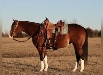 American Quarter Horse, Giumenta, 3 Anni, 150 cm, Baio ciliegia
