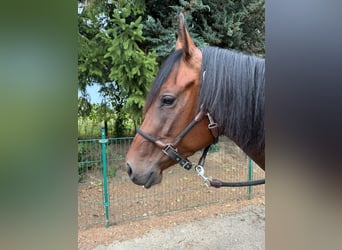 American Quarter Horse, Giumenta, 3 Anni, 150 cm, Baio