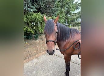 American Quarter Horse, Giumenta, 3 Anni, 150 cm, Baio