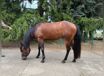 American Quarter Horse, Giumenta, 3 Anni, 150 cm, Baio
