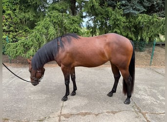 American Quarter Horse, Giumenta, 3 Anni, 150 cm, Baio