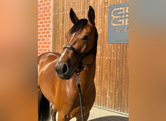 American Quarter Horse, Giumenta, 3 Anni, 150 cm, Baio