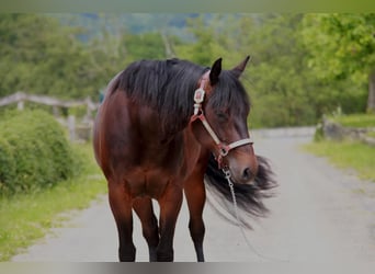 American Quarter Horse, Giumenta, 3 Anni, 150 cm, Baio