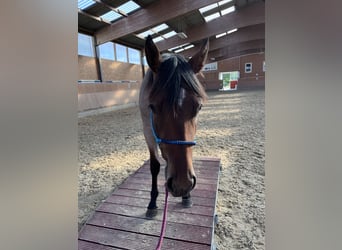 American Quarter Horse, Giumenta, 3 Anni, 150 cm, Baio roano