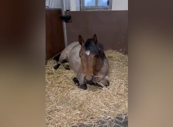 American Quarter Horse, Giumenta, 3 Anni, 150 cm, Baio roano