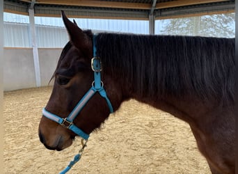 American Quarter Horse, Giumenta, 3 Anni, 150 cm, Baio roano