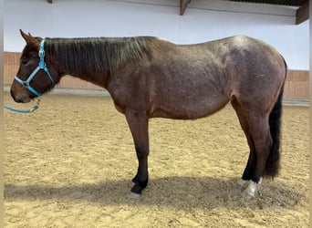 American Quarter Horse, Giumenta, 3 Anni, 150 cm, Baio roano