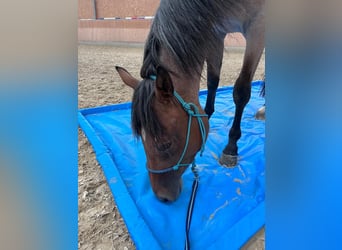 American Quarter Horse, Giumenta, 3 Anni, 150 cm, Baio roano