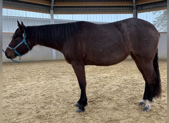 American Quarter Horse, Giumenta, 3 Anni, 150 cm, Baio roano